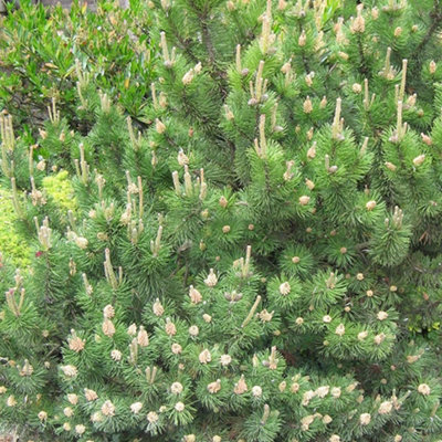 Pinus Mugo Mughus Compact Hardy Evergreen Garden Pine Conifer Shrub ...