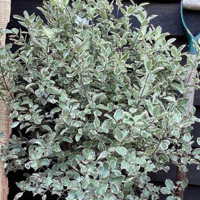 Pittosporum Garnettii - Evergreen Mock Orange Shrub with Purple