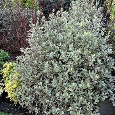 Pittosporum Garnettii - Evergreen Mock Orange Shrub with Purple