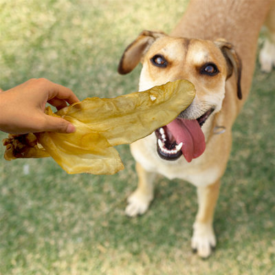 Plain Lamb Ears (1kg) Dog's Chew Treat