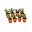 Plain Terracotta Natural Set of 8 Outdoor Garden Herb Flower Plant Pots Small 8cm