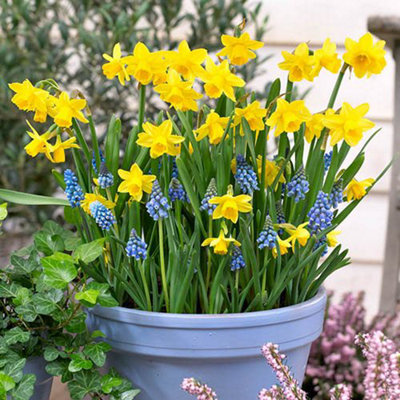 Plant o Mat Narcissus and Muscari Planting Kit. The Easy Way to Plant Bulbs