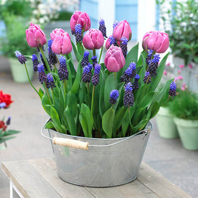 Plant o Mat Tulip and Muscari Planting Kit. The Esay Way to Plant Bulbs