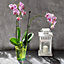 Plant Orchid Pot Plastic  Gloss Oval Planter 12 cm Green transparent Square