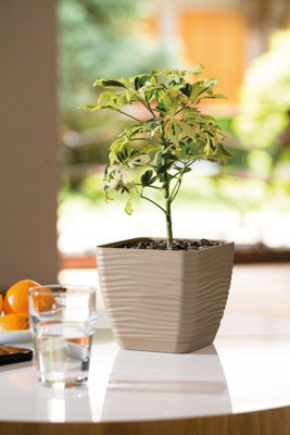 Plant Pot Flowerpot Square Plastic Modern Decorative Small Medium Large Cafe Latte 13cm