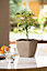 Plant Pot Flowerpot Square Plastic Modern Decorative Small Medium Large Cafe Latte 15cm