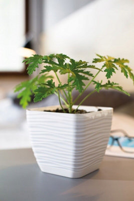 Plant Pot Flowerpot Square Plastic Modern Decorative Small Medium Large  White 17cm