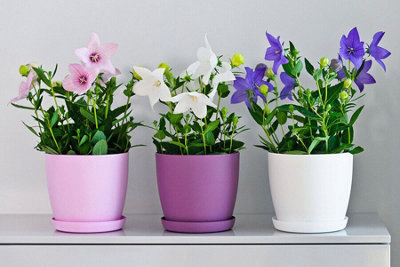 Plant Pots Flower Planter 6 Colours 8 sizes Matt Plastic Pot + Saucer Tray Deco White 25cm