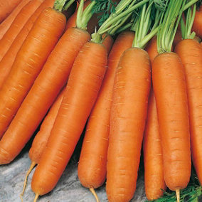 Plant Theory Carrot Nantes1000 Seeds