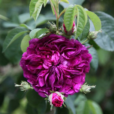 Plant Theory Charles de Mills Gallica Rose Bush Magenta Pink Flowers 4L Pot