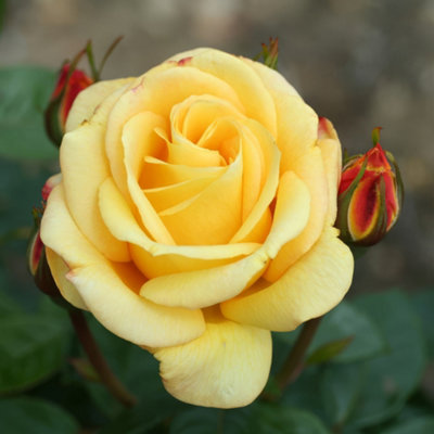 Plant Theory Climbing Arthur Bell Rose Bush Yellow Semi Scented Flowers ...