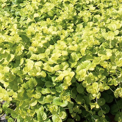 Plant Theory Creeping Jenny Goldilocks Ground Autumn Bedding Plant 9cm Pot