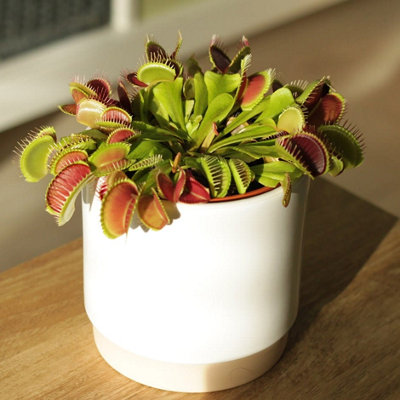 Plant Theory Dionaea muscipula Venus Flytrap 8.5cm Pot