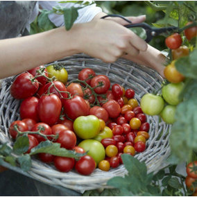 Plant Theory Extra Tasty Tomato Collection Seeds