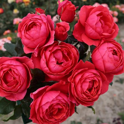 Plant Theory Gartenprinzessin Marie-José Rose Disease Resistant