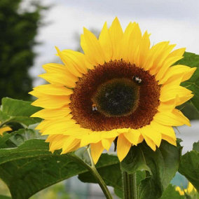 Plant Theory Giant Single Sunflower Seeds