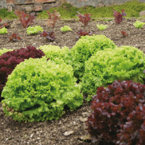 Plant Theory Green and Red Salad Bowl Collection 625 Seeds