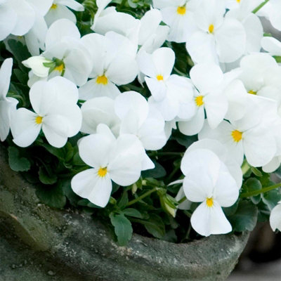 Plant Theory Pansy Sorbet XP White Flowering Autumn Bedding 9cm Pot