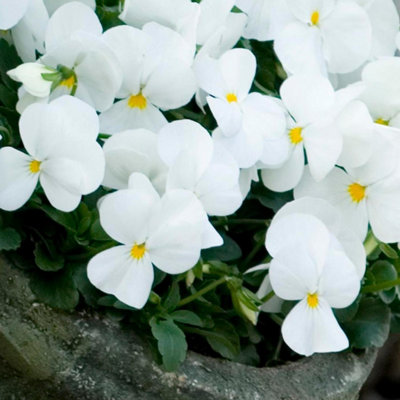 Plant Theory Pansy Sorbet XP White Flowering Autumn Bedding 9cm Pot