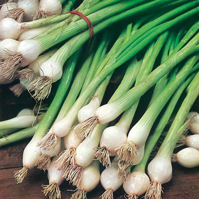 Plant Theory Spring Onion White Lisbon325 Seeds