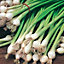 Plant Theory Spring Onion White Lisbon325 Seeds