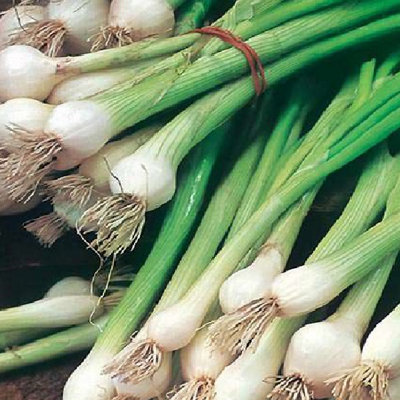 Plant Theory Spring Onion White Lisbon325 Seeds