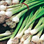 Plant Theory Spring Onion White Lisbon325 Seeds