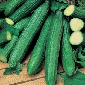Plant Theory Telegraph Improved Cucumber Seeds