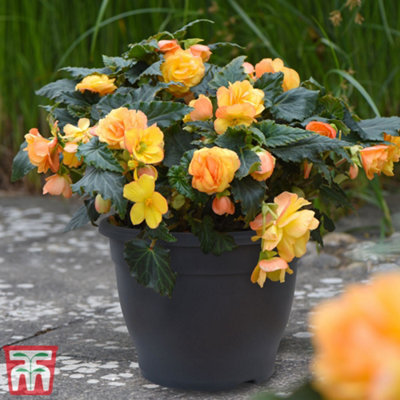 Planter Sabina Dark Grey (Anthracite) 32cm Pot x 2