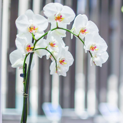 Plantsmith Orchid Mist for Plant Care, 500ml Fertiliser