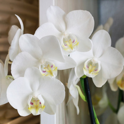 Plantsmith Orchid Mist for Plant Care, 500ml Fertiliser