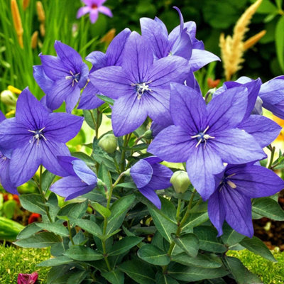 Platycodon Fuji Blue 3 x Bare Root - Blue star-shaped summer flowers