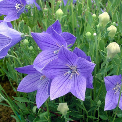 Platycodon Fuji Blue 6 x Bare Root - Blue star-shaped summer flowers