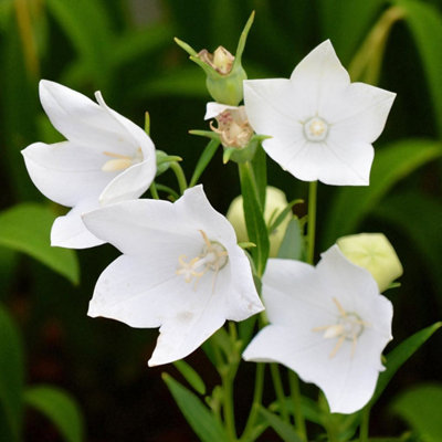 Platycodon Fuji White 6 x Bare Root - Pure white flowers for borders or ...