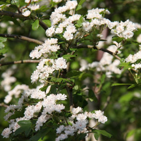 Plena Hawthorn May Blossom Tree Outdoor Crataegus x Media 12L Pot 1.5m - 1.8m