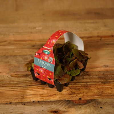 Plug Plants 3 Packs Begonia Devils Red - 20 Plants Per Tray - Ready to ...