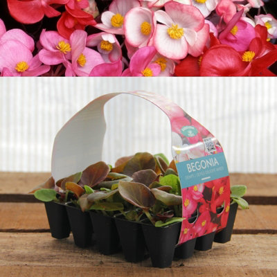 Plug Plants - Begonia (Semps.) Devil's Delight Mixed - 20 Plants Per ...