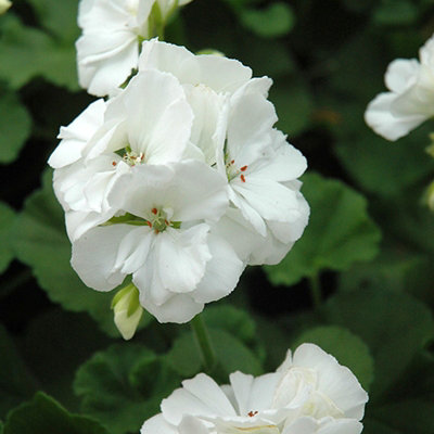 Plug Plants Geranium White - 20 Per Tray - Ready to Grow On Bedding ...