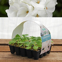 Plug Plants - Geranium White - 20 Plants Per Tray