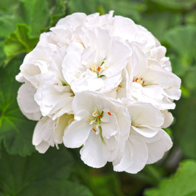 Plug Plants - Geranium White - 20 Plants Per Tray - 3