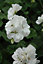 Plug Plants - Geranium White - 20 Plants Per Tray