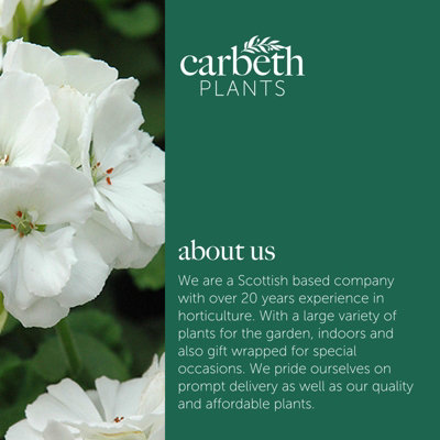 Plug Plants - Geranium White - 20 Plants Per Tray - 5