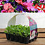 Plug Plants - Petunia Fantasia Mixed - 20 Plants Per Tray