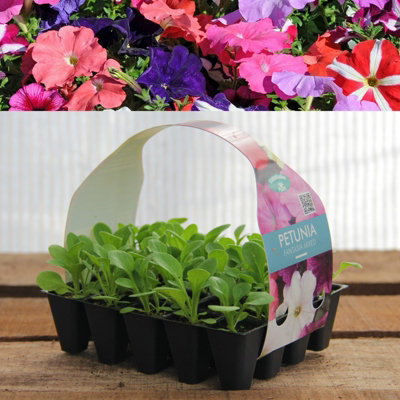 Plug Plants - Petunia Fantasia Mixed - 20 Plants Per Tray | DIY at B&Q