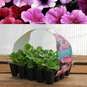 Plug Plants - Petunia Reflections Mixed - 20 Plants Per Tray