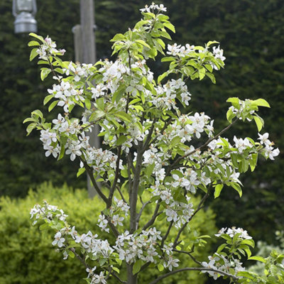 Plum Czar - Fruit Tree, Outdoor Garden Plant Patio Trees (4-5ft Height, 7.5L Pot)