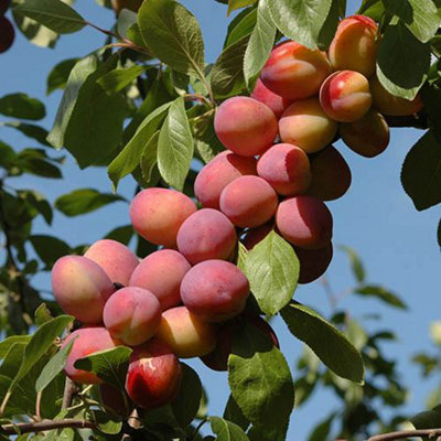 Plum 'Lil Vic '& Cherry 'Athos' Tree Collection  Supplied as Established Garden Ready Plants Fruit Trees for Gardens or Patios