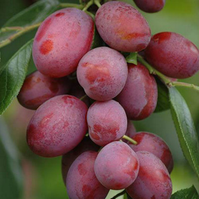 Plum 'Lil Vic '& Cherry 'Athos' Tree Collection  Supplied as Established Garden Ready Plants Fruit Trees for Gardens or Patios