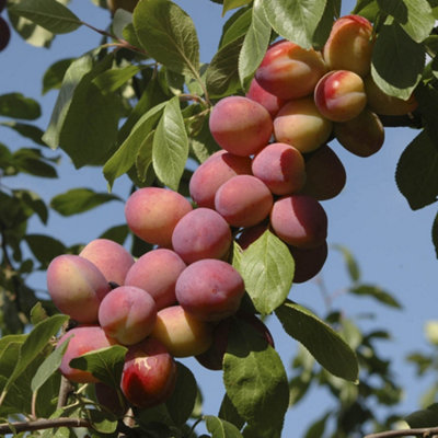 Plum Little Vic Patio Fruit Tree in a 4L Pot