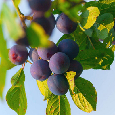 Plum Little Vic Patio Fruit Tree in a 4L Pot - 3